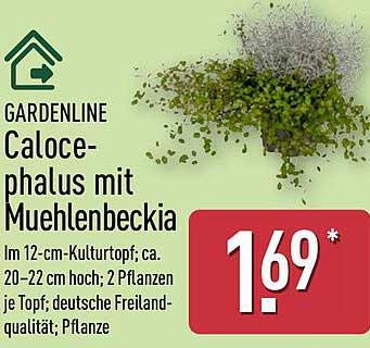 GARDENLINE Calocephalus mit Muehlenbeckia im 12-cm-Kulturtopf