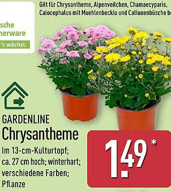 GARDENLINE Chrysantheme