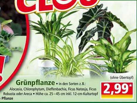 Grünpflanze in den Sorten z.B. Alocasia, Chlorophytum, Dieffenbachia, Ficus Natasja, Ficus Robusta oder Areca