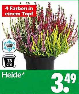 Heide - 4 Farben in einem Topf