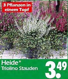 Heide* Triolino Stauden - 3 Pflanzen in einem Topf