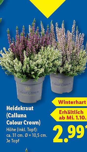 Heidekraut (Calluna Colour Crown)