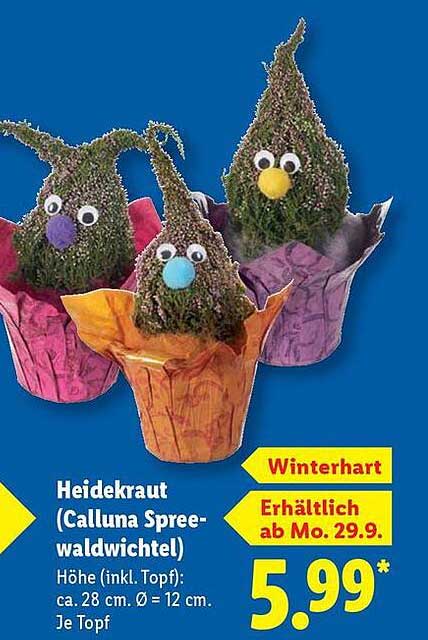 Heidekraut (Calluna Spreewaldwichtel)