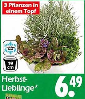 Herbst-Lieblinge – 3 Pflanzen in einem Topf