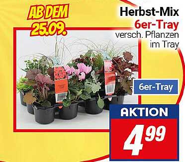 Herbst-Mix 6er-Tray - verschiedene Pflanzen im Tray