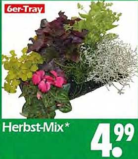 Herbst-Mix 6er-Tray