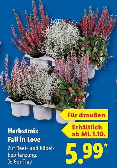 Herbstmix Fall in Love - Zur Beet- und Kübelbepflanzung
