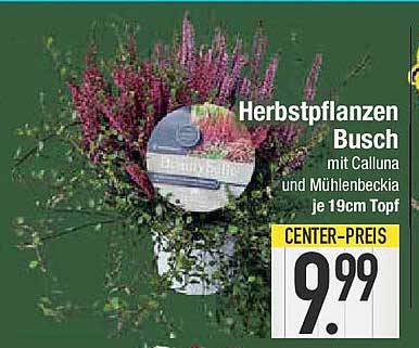 Herbstpflanzen Busch mit Calluna und Mühlenbeckia je 19cm Topf