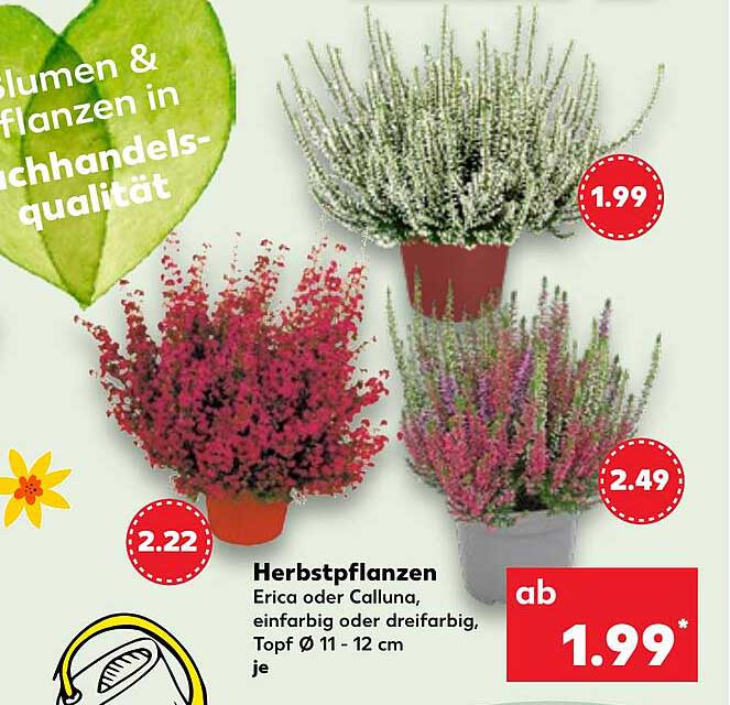 Herbstpflanzen - Erica oder Calluna, einfarbig oder dreifarbig, Topf Ø 11-12 cm je