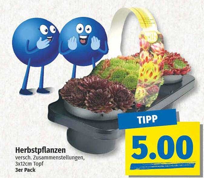 Herbstpflanzen, verschiedene Zusammenstellungen, 3x12cm Topf, 3er Pack