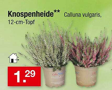 Knospenheide** Calluna vulgaris, 12-cm-Topf