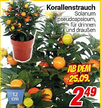 Korallenstrauch - Solanum pseudocapsicum, für drinnen und draußen