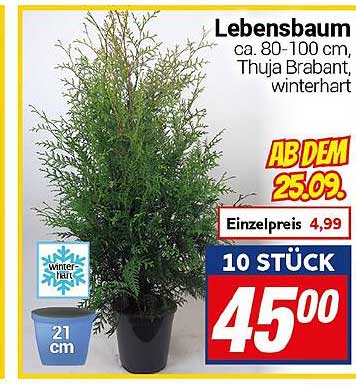 Lebensbaum Thuja Brabant, winterhart, ca. 80-100 cm