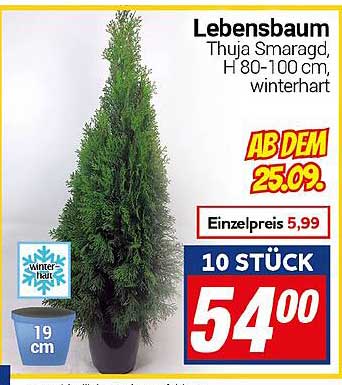 Lebensbaum Thuja Smaragd, H 80-100 cm, winterhart