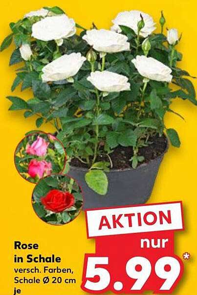 Rose in Schale - verschiedene Farben, Ø 20 cm