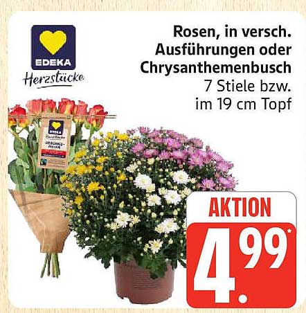 Rosen, in versch. Ausführungen oder Chrysanthemenbusch, 7 Stiele bzw. im 19 cm Topf