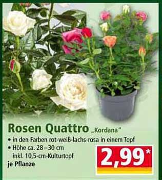 Rosen Quattro 'Kordana' - Ein blühendes Erlebnis für Ihr Zuhause