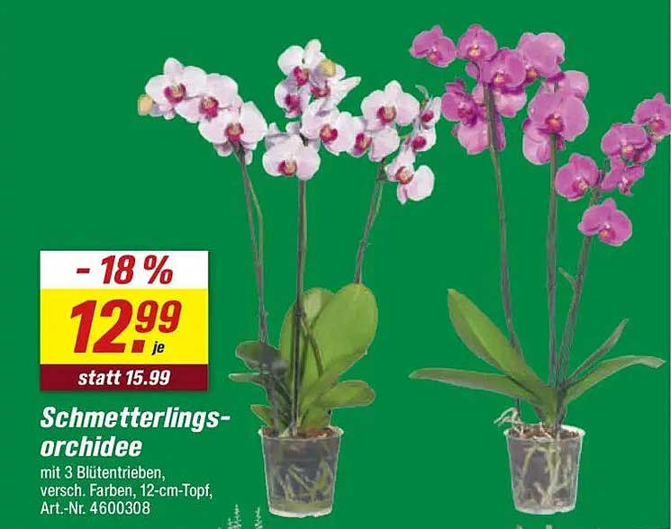 Schmetterlingsorchidee mit 3 Blütentrieben, verschiedene Farben, 12-cm-Topf