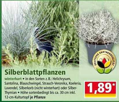 Silberblattpflanzen - winterharte Pflanzen in verschiedenen Sorten