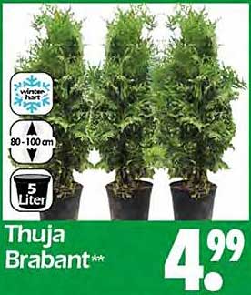 Thuja Brabant – der perfekte Sichtschutz für Ihren Garten