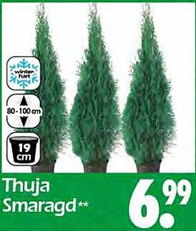 Thuja Smaragd (3 Stück) – Top Angebot!
