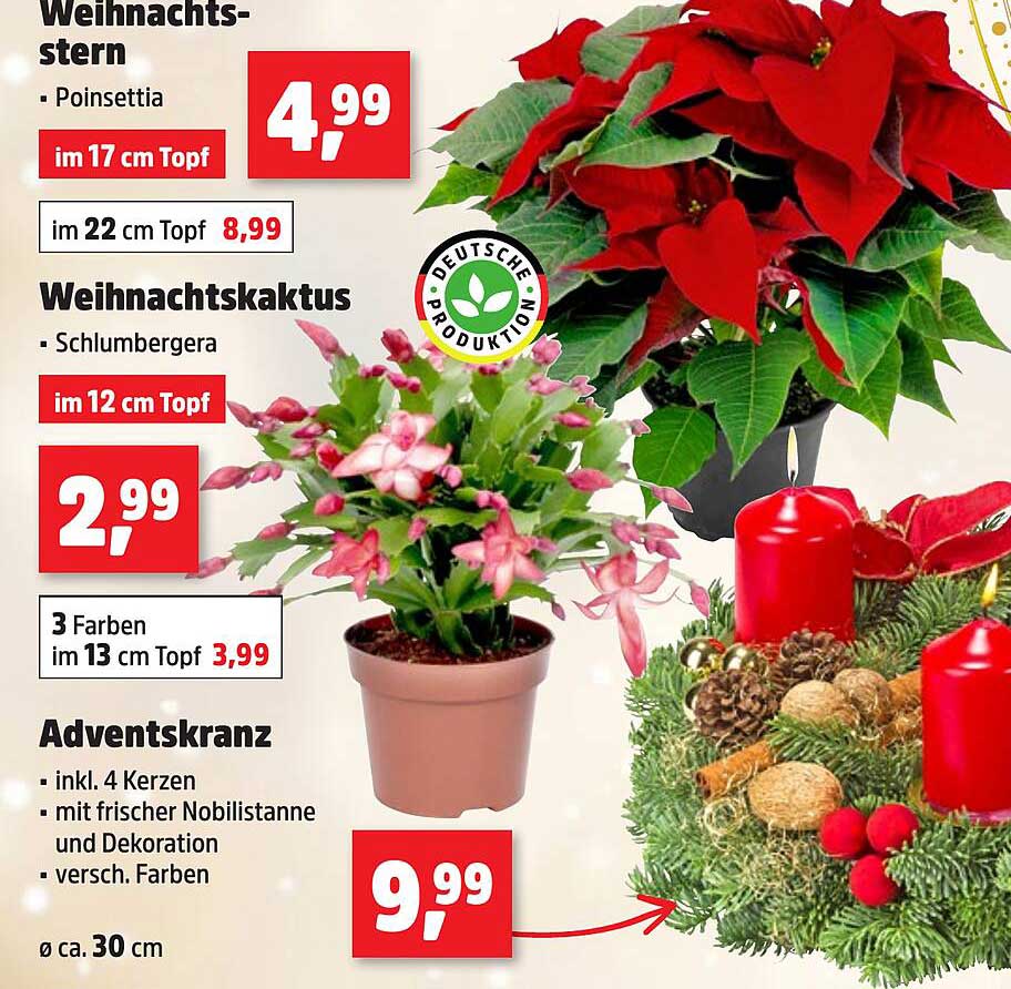 Adventskranz mit frischer Nobilesstanne und 4 Kerzen