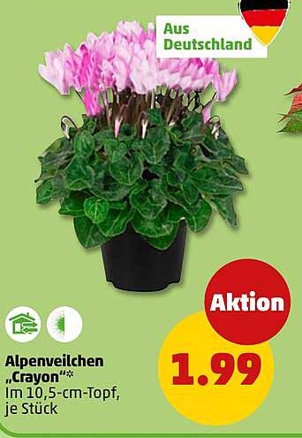 Alpenveilchen "Crayon" im 10,5-cm-Topf, je Stück