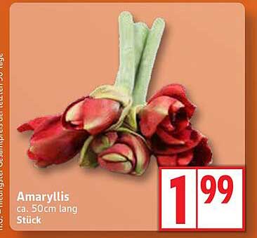 Amaryllis ca. 50cm lang, Stück