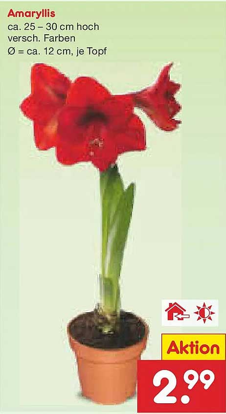 Amaryllis in verschiedenen Farben – ca. 25-30 cm hoch