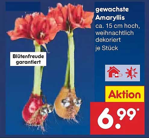 Gewachsene Amaryllis (ca. 15 cm hoch, weihnachtlich dekoriert)