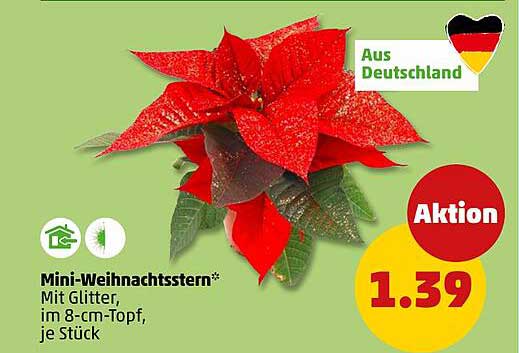 Mini-Weihnachtsstern mit Glitter, im 8-cm-Topf, je Stück