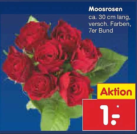 Moosrosen, ca. 30 cm lang, verschiedene Farben, 7er Bund