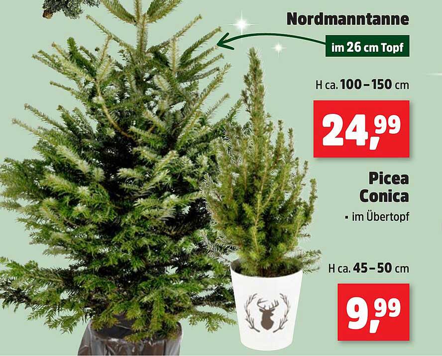 Nordmanntanne im 26 cm Topf - H ca. 100-150 cm