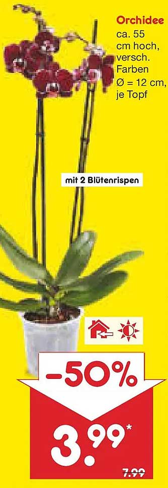 Orchidee ca. 55 cm hoch, verschiedene Farben, Ø 12 cm, je Topf