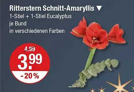 Ritterstern Schnitt-Amaryllis 1-Stiel + 1-Stiel Eucalyptus je Bund in verschiedenen Farben
