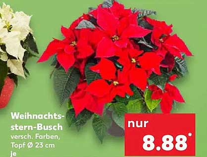 Weihnachtsstern-Busch, verschiedene Farben, Topf Ø 23 cm