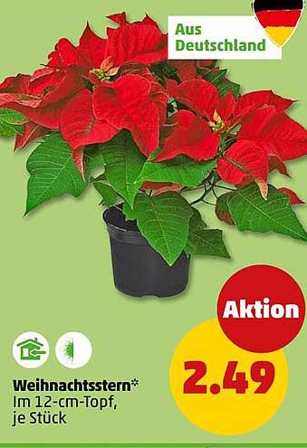 Weihnachtsstern* im 12-cm-Topf, je Stück