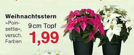 Weihnachtsstern »Poinsettia«, 9 cm Topf, verschieden Farben