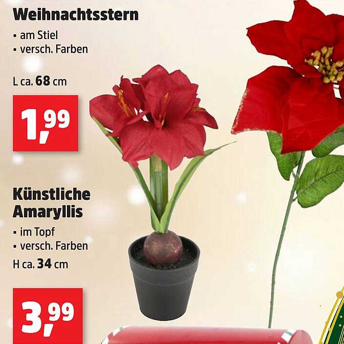 Weihnachtsstern und Künstliche Amaryllis