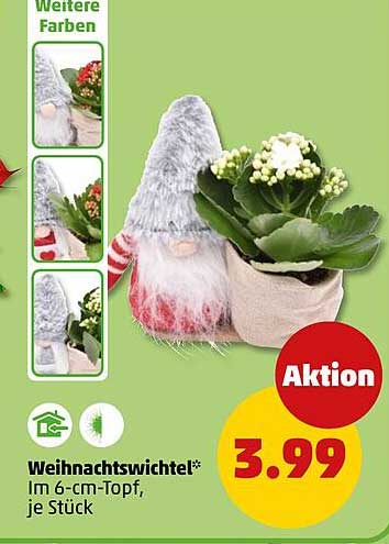 Weihnachtswichtel* im 6-cm-Topf, je Stück