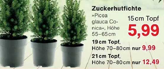 Zuckerhutfichte »Picea glauca Conica«, Höhe 55–65 cm