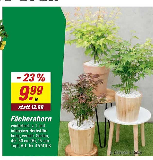 Fächerahorn winterhart, z. T. mit intensiver Herbstfärbung, versch. Sorten, 40 - 50 cm (H), 15-cm-Topf, Art.-Nr. 4574103