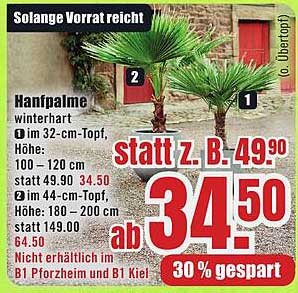 Hanfpalme winterhart