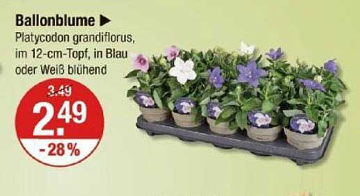 Ballonblume Platycodon grandiflorus im 12-cm-Topf, in Blau oder Weiß blühend