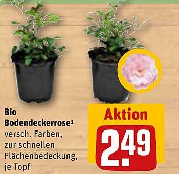 Bio Bodendeckerrose – Verschiedene Farben für Ihren Garten