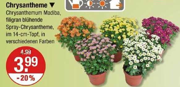 Chrysanthemen Madiba, filigran blühende Spray-Chrysantheme im 14-cm-Topf, in verschiedenen Farben