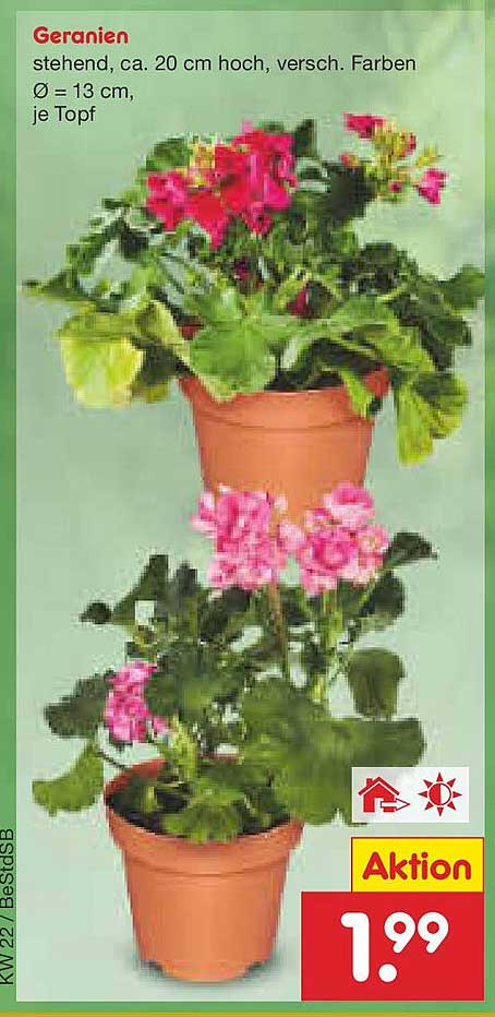 Geranien, stehend, ca. 20 cm hoch, verschiedene Farben