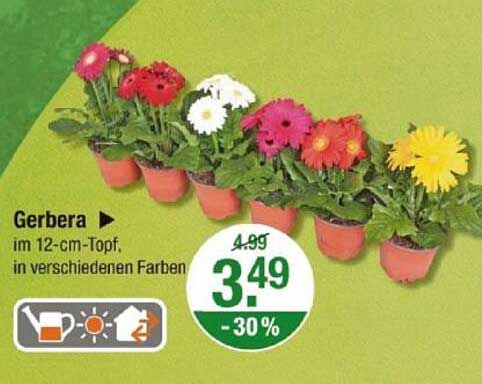Gerbera im 12-cm-Topf, in verschiedenen Farben