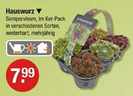 Hauswurz Sempervivum im 6er-Pack, winterhart und mehrjährig