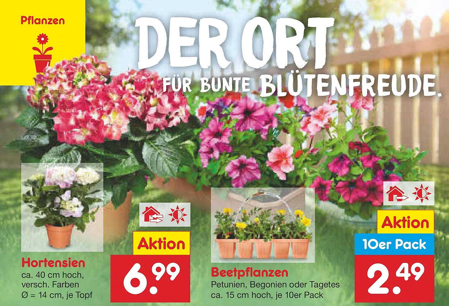 Hortensien und Beetpflanzen – Bunte Blütenfreude für deinen Garten!